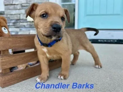 Chandler Barks
