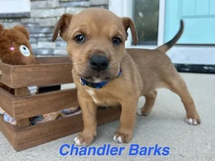 Chandler Barks thumbnail 2
