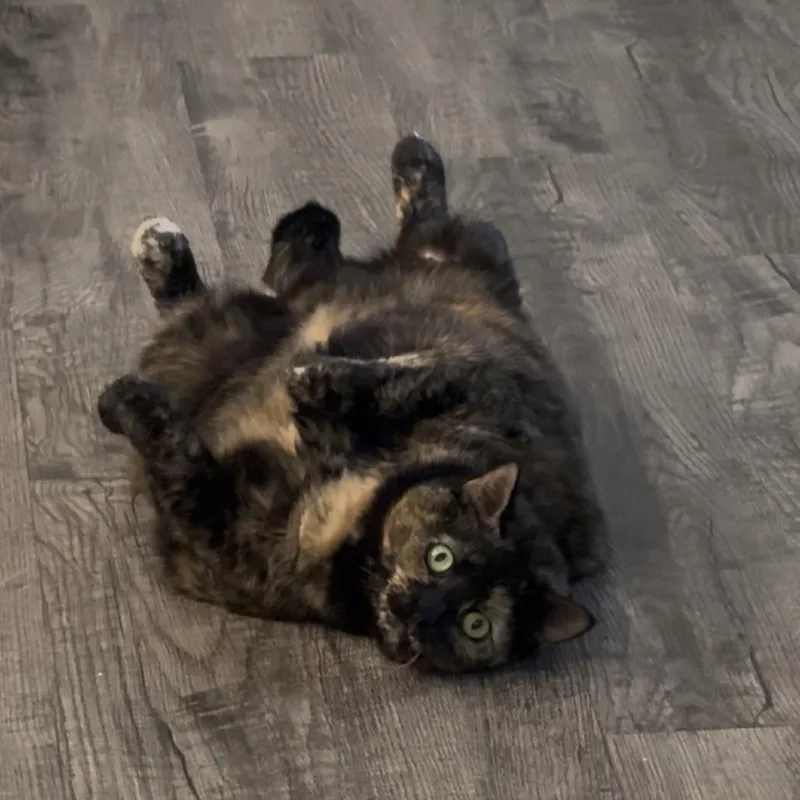 An adult small-sized female Brown / Chocolate Domestic Short Hair cat named Delta for adoption in Roanoke, VA