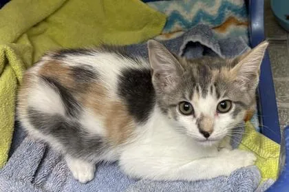 A young small-sized female Domestic Short Hair cat named A Cicipetco West Ashley for adoption in North Charleston, SC
