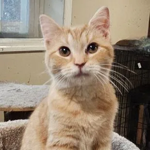 A young medium-sized male Orange / Red Domestic Short Hair cat named Declan for adoption in Lenhartsville, PA