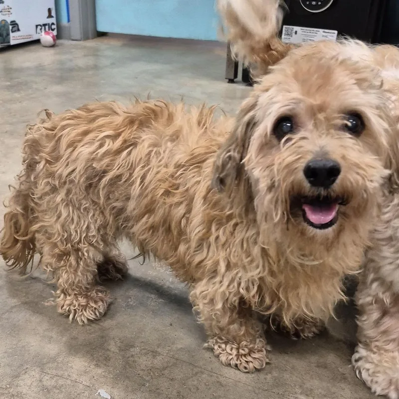 A senior small-sized male Miniature Poodle dog named Sunshine Machine for adoption in Austin, TX