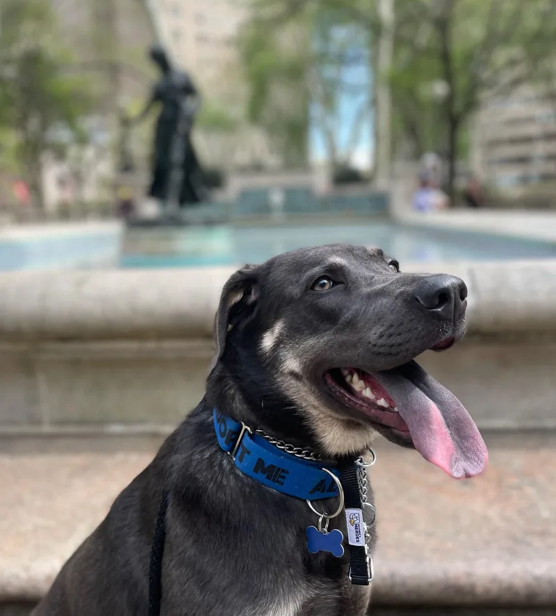 Lady Sage thumbnail 2