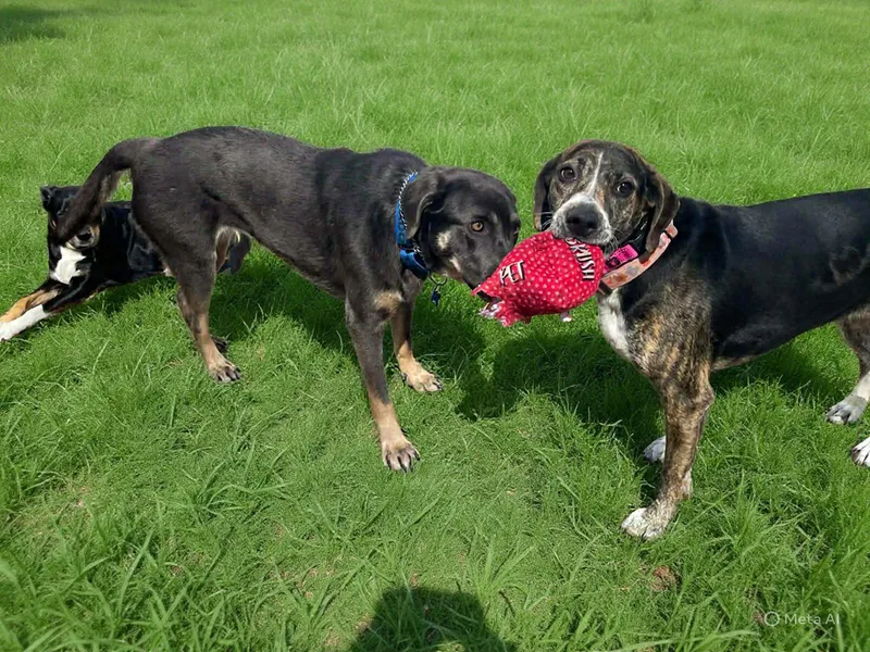 Lady Sage thumbnail 6