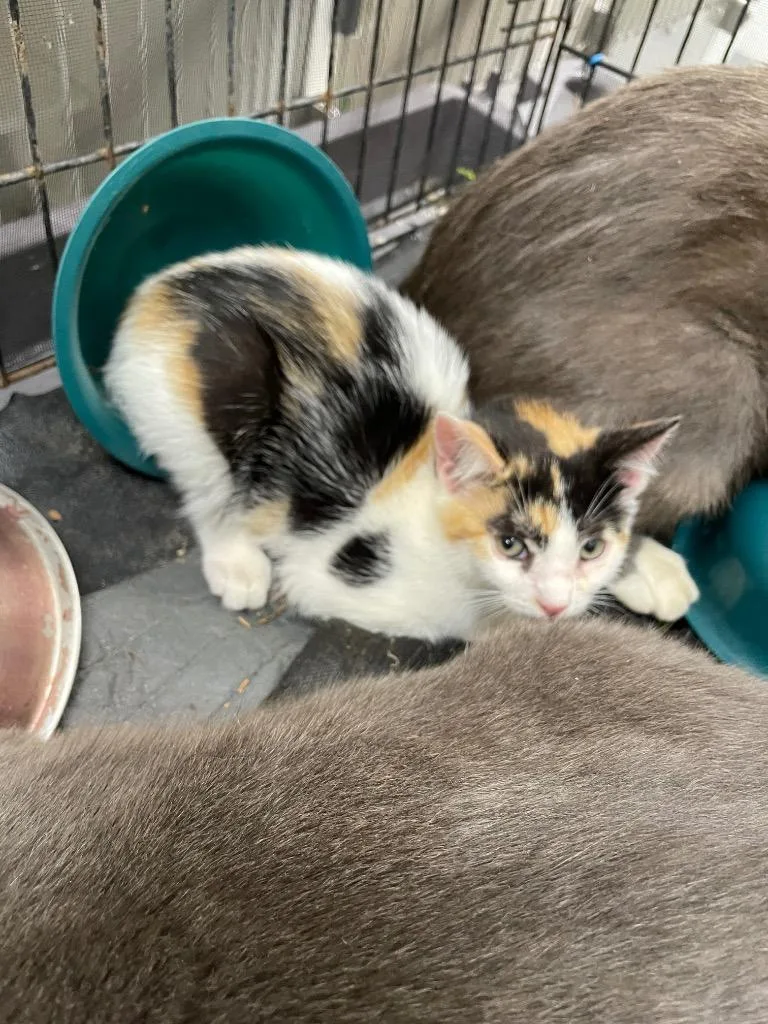 A baby small-sized female Domestic Short Hair cat named Lizzy for adoption in Oxford, NC