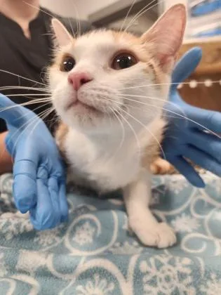 An adult medium-sized female Domestic Short Hair cat named Pauline for adoption in Gastonia, NC