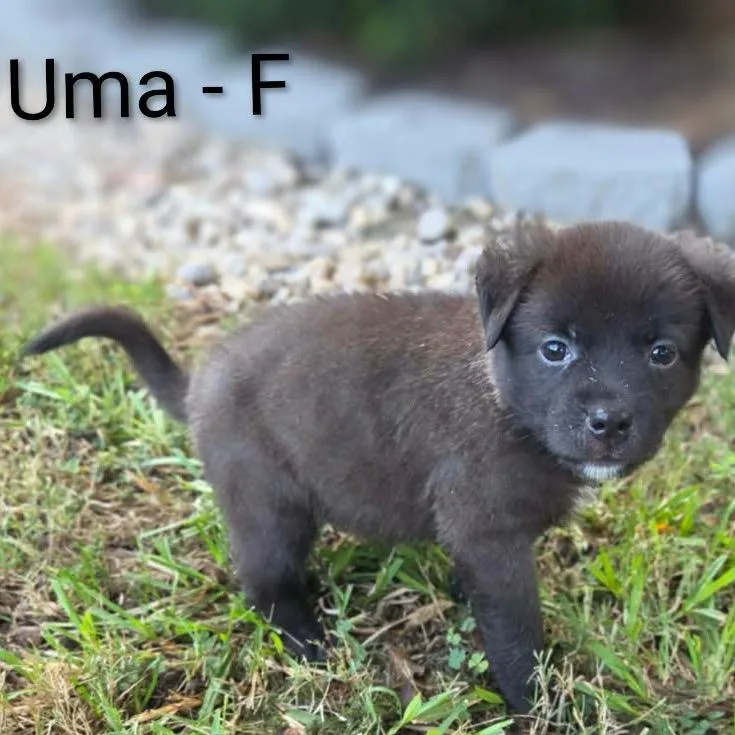 A baby medium-sized female Black Labrador Retriever dog named Uma for adoption in Griswold, CT