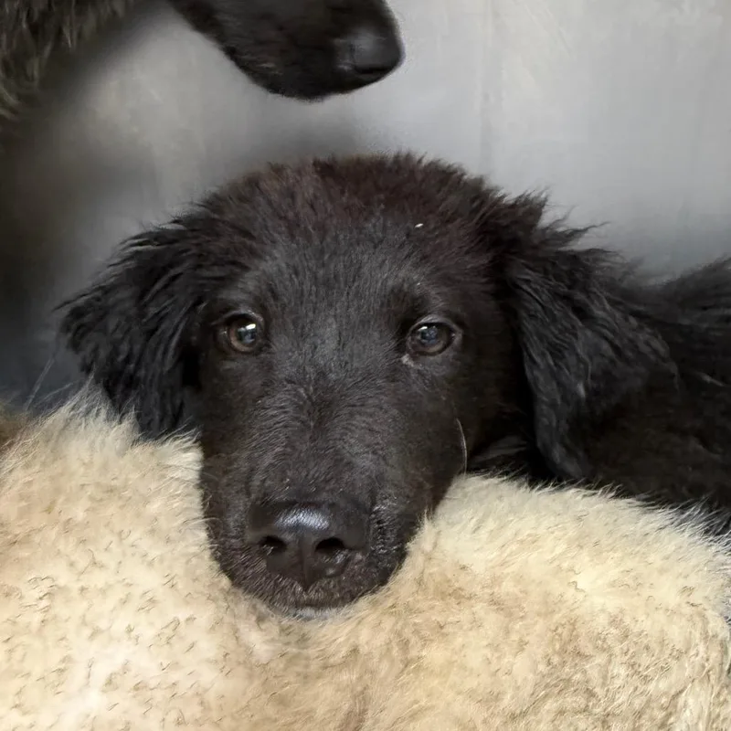 A baby small-sized male Black Border Collie dog named Carlton for adoption in Birmingham, AL