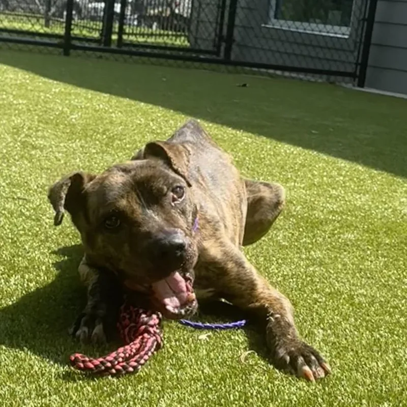 An adult medium-sized male Brindle Pit Bull Terrier dog named Koda for adoption in Greensboro, NC