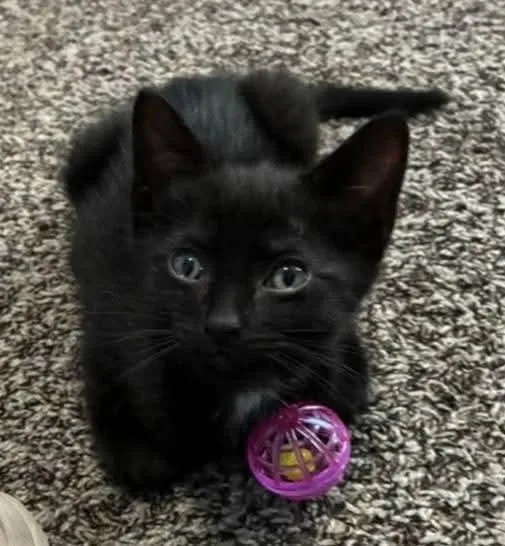A baby medium-sized male Domestic Short Hair cat named Robin for adoption in Miami, OK