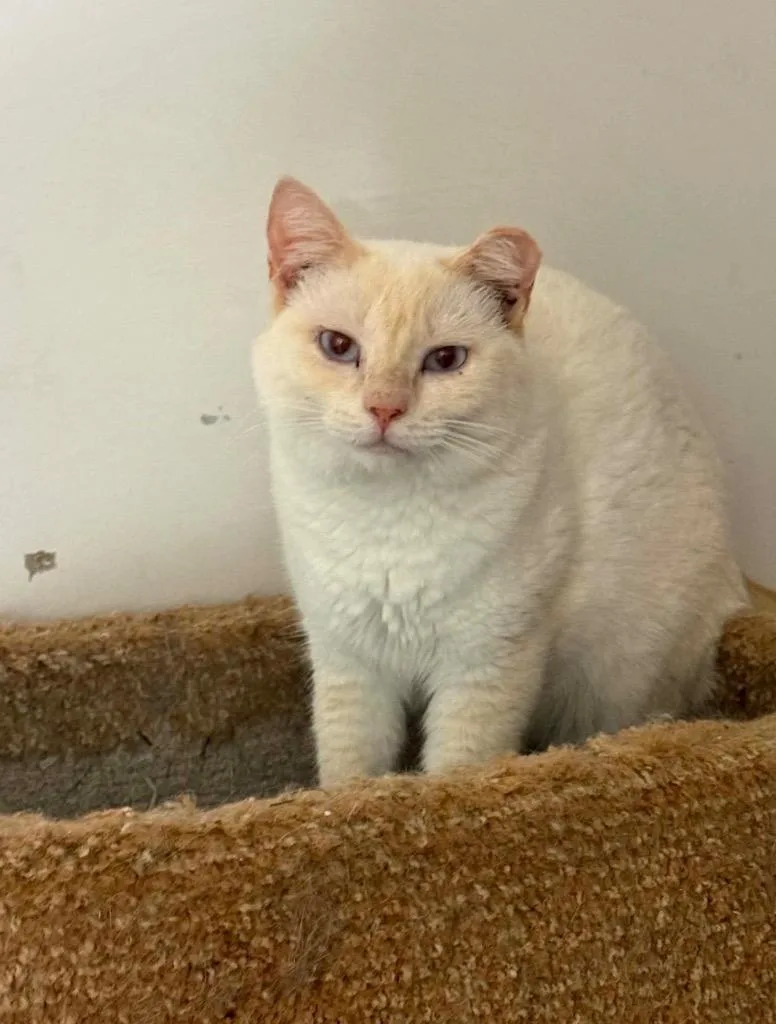 A young large-sized female Siamese cat named Fiona Felony for adoption in Warrenville, SC