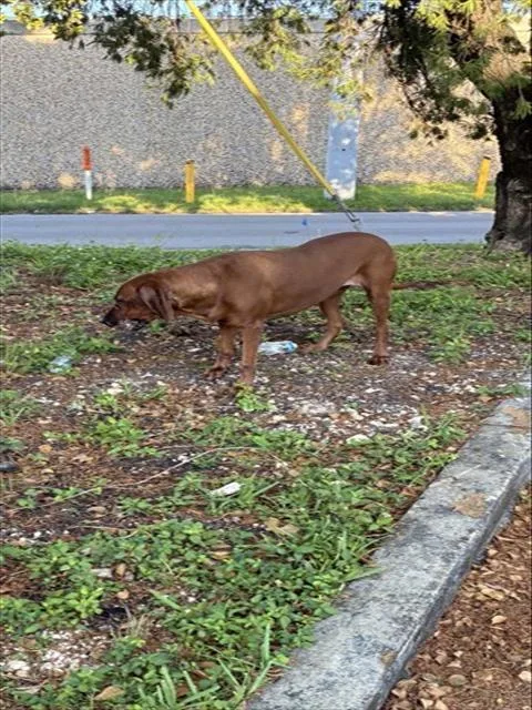 An adult large-sized female Redbone Coonhound dog named Molly for adoption in Miami, FL