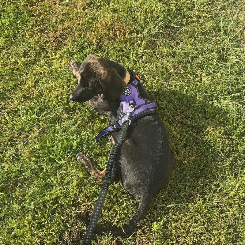 Mocha Josie Juniper  thumbnail 2