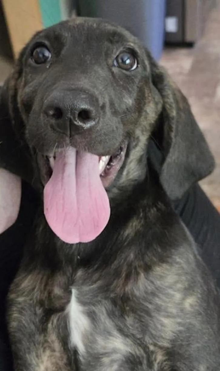 Mocha Josie Juniper  thumbnail 3