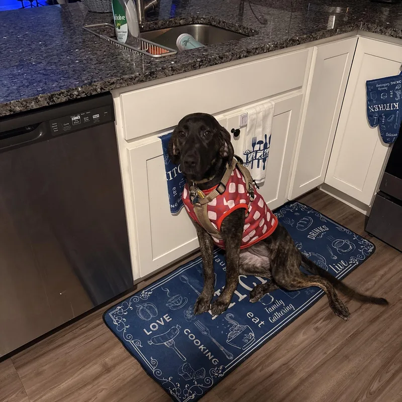 Mocha Josie Juniper  thumbnail 5