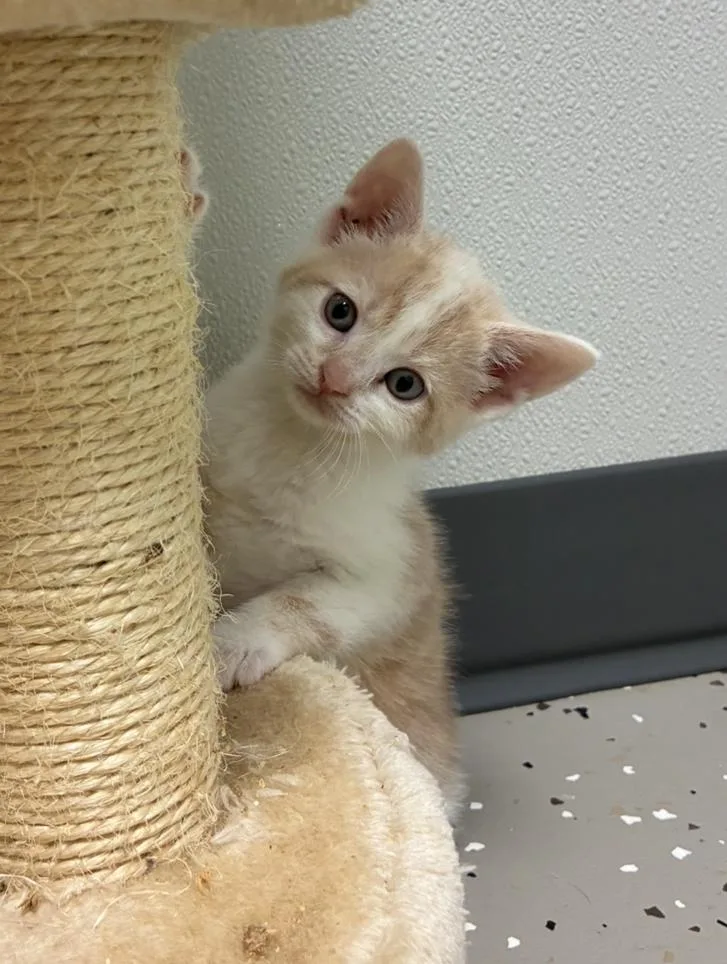 A baby medium-sized male Buff & White Domestic Short Hair cat named Zephyr for adoption in Hornell, NY