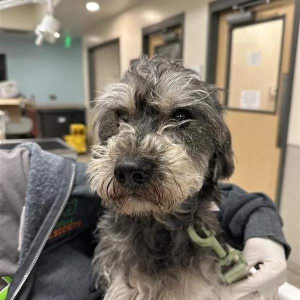 An adult small-sized male Gray / Blue / Silver Mixed Breed dog named Spinner for adoption in Jacksonville, FL