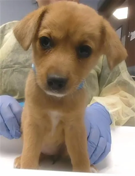 A baby small-sized female Golden Retriever dog named Sharon for adoption in Phoenix, AZ