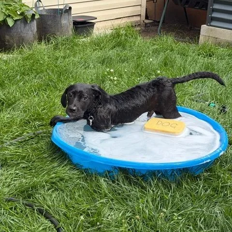 Bogart