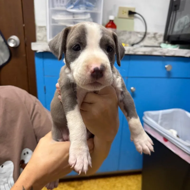 A baby small-sized female Mixed Breed dog named Ariel for adoption in Wahiawa, HI