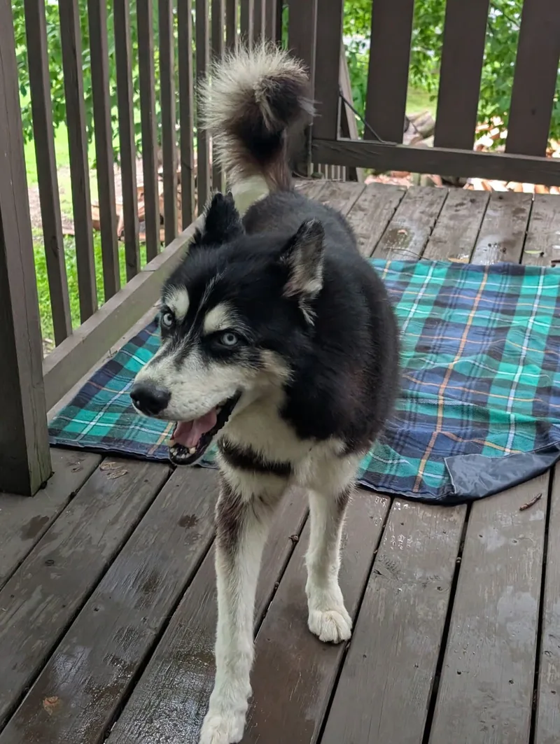 An adult medium-sized male Husky dog named Captain for adoption in Glenmoore, PA