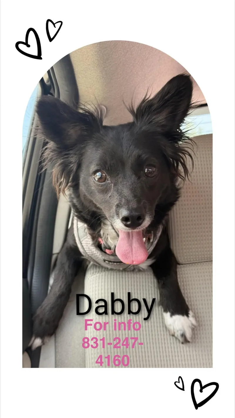 An adult small-sized female Black Papillon dog named Dabby for adoption in Santa Cruz, CA