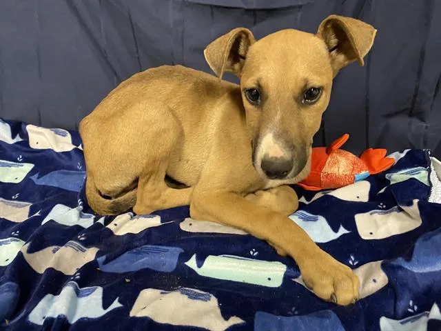 A baby small-sized male Doberman Pinscher dog named A for adoption in Modesto, CA