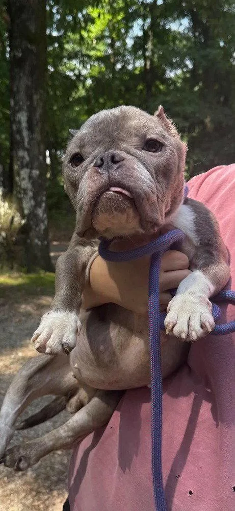 An adult medium-sized female French Bulldog dog named Coco for adoption in New York, NY