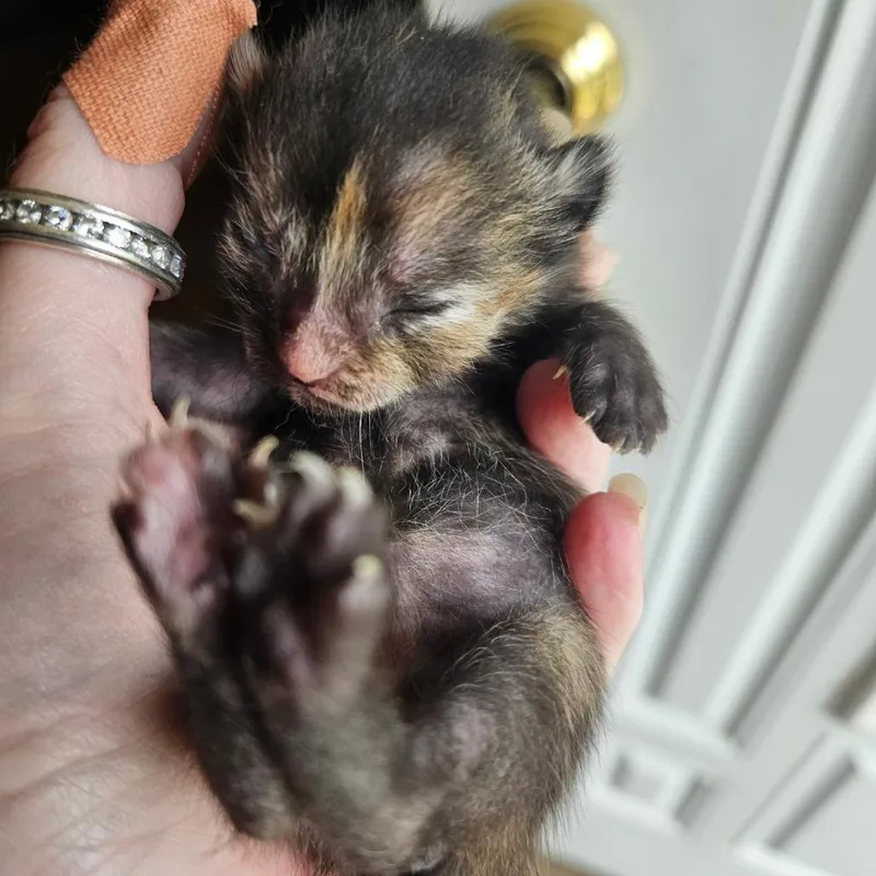 A baby small-sized female Tortoiseshell Domestic Short Hair cat named Sparkles for adoption in Waldorf, MD