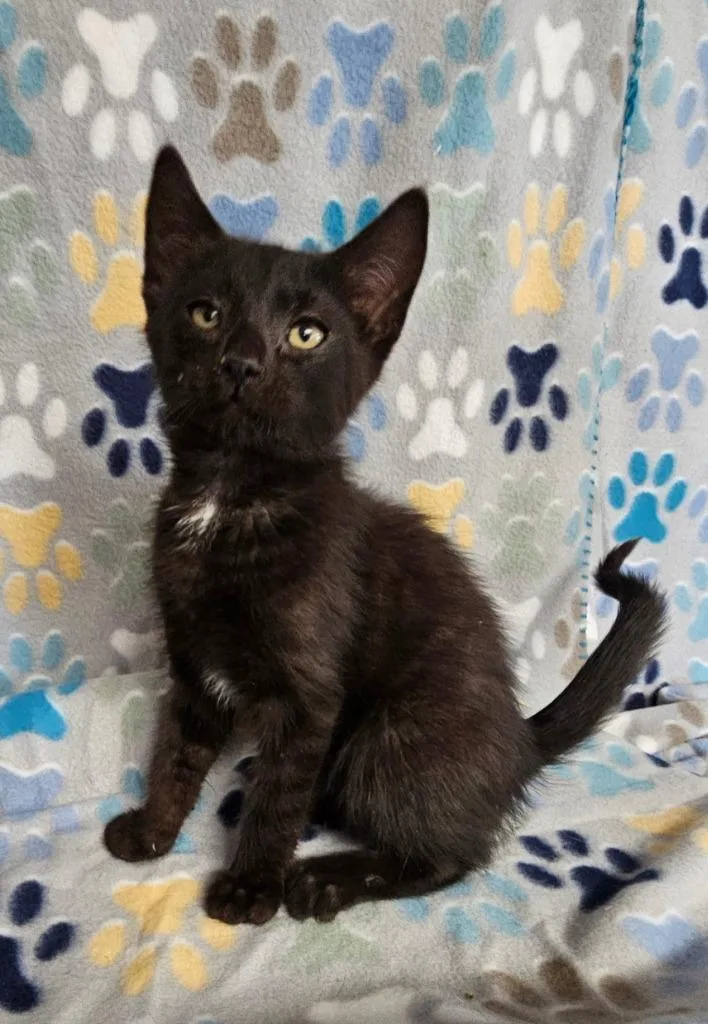 A baby small-sized male Domestic Short Hair cat named Johnny for adoption in Wabash, IN