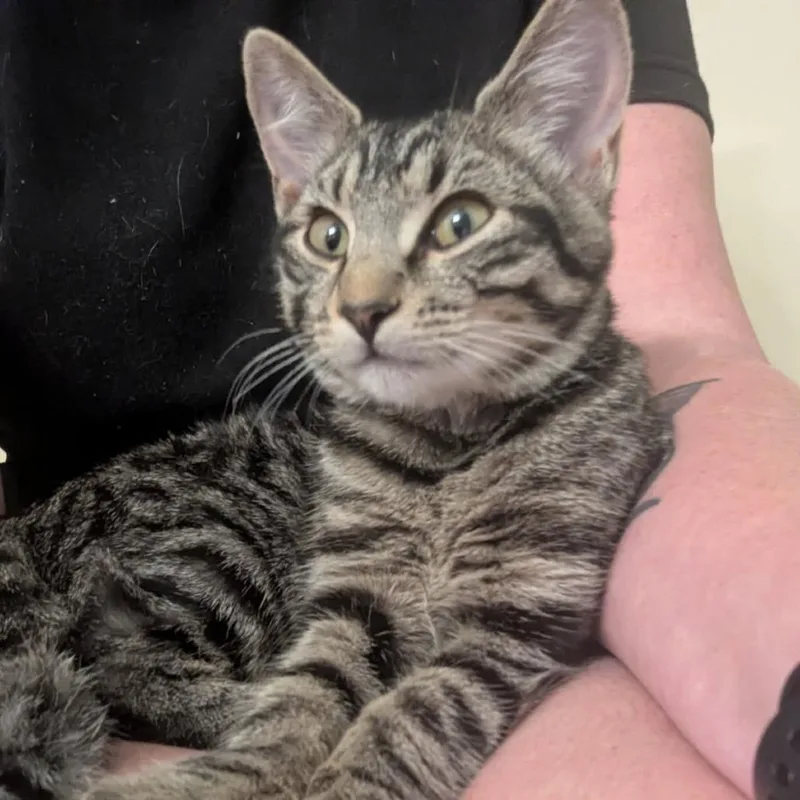 A young medium-sized female Gray / Blue / Silver Domestic Short Hair cat named Soul for adoption in Asheville, NC