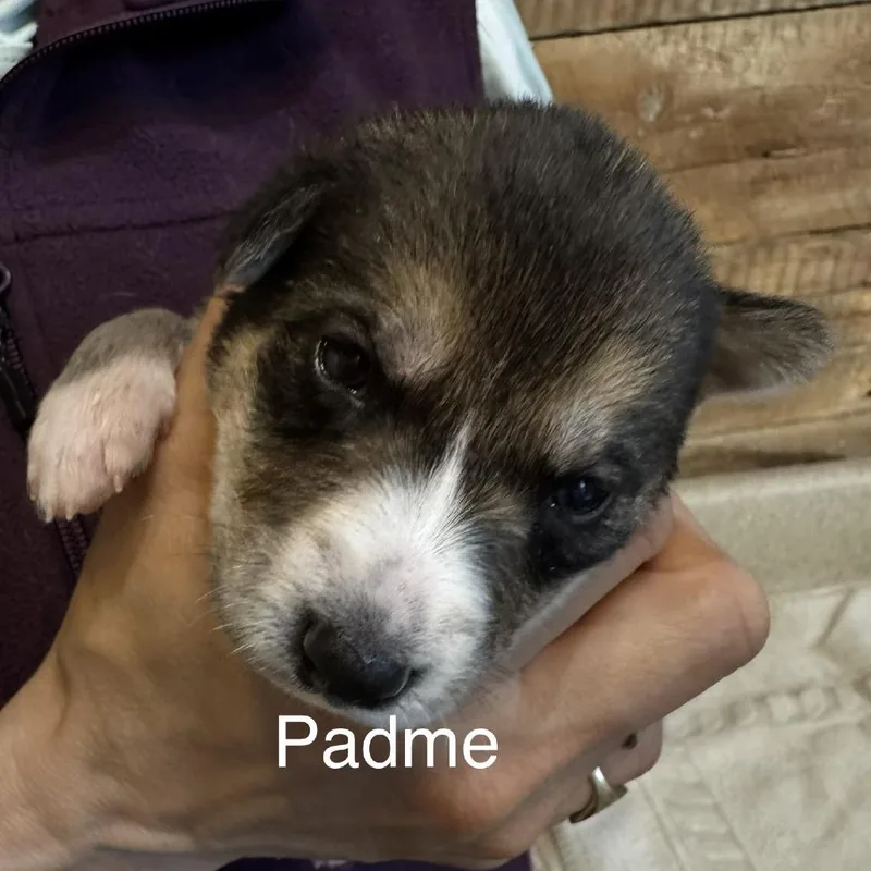 A baby medium-sized female Yellow / Tan / Blond / Fawn Mixed Breed dog named Padme for adoption in Bartlett, TN