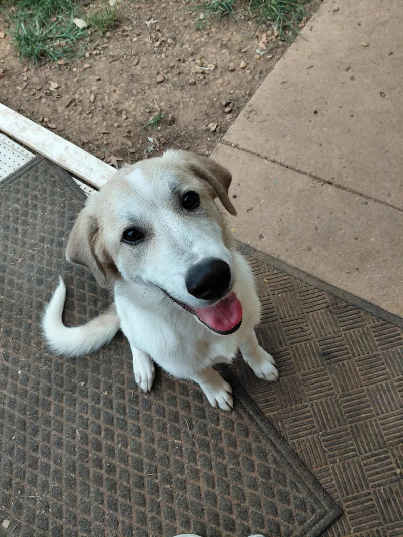 A baby large-sized male Apricot / Beige Great Pyrenees dog named Galaxy for adoption in Huntsville, AL