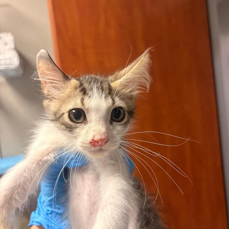 A baby small-sized male Calico Domestic Short Hair cat named Torta for adoption in Yuma, AZ