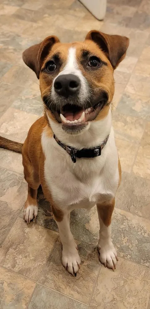 A baby medium-sized female Mixed Breed dog named Kyra for adoption in Thompson, PA