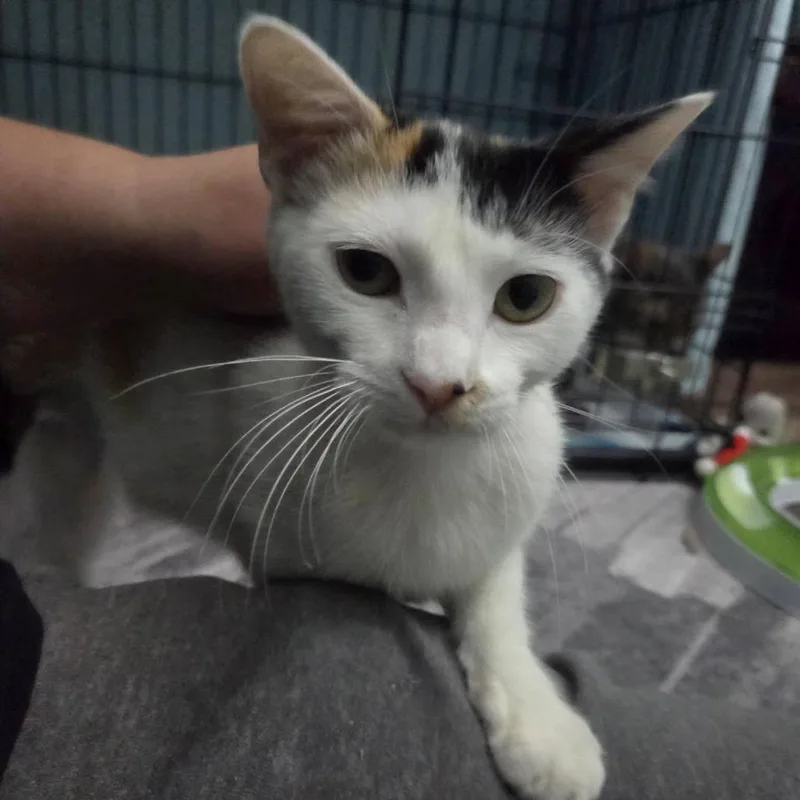 A young small-sized female Calico Domestic Short Hair cat named Ruthie for adoption in Reisterstown, MD