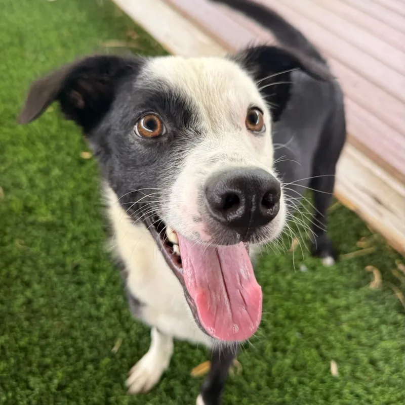 An adult medium-sized male Mixed Breed dog named Bono for adoption in Brooklyn, NY