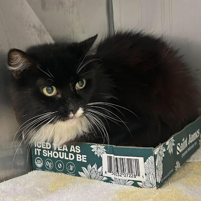 A senior small-sized female Black Domestic Long Hair cat named Skittles for adoption in Tampa, FL