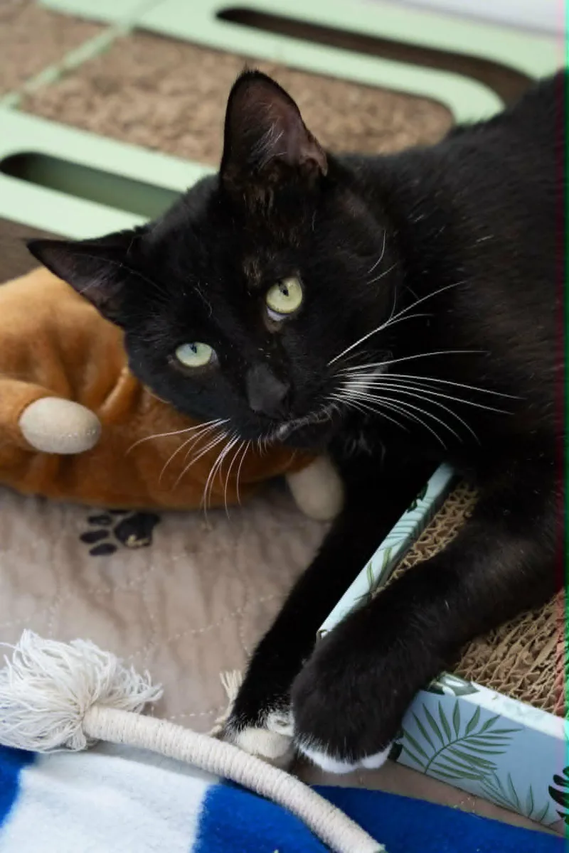 FernyHandsome and Affectionate Tuxedo