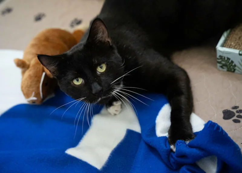 FernyHandsome and Affectionate Tuxedo thumbnail 2