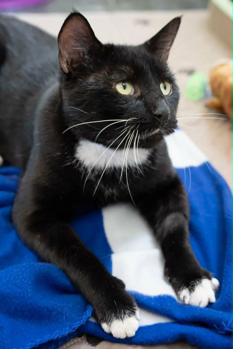 FernyHandsome and Affectionate Tuxedo thumbnail 3