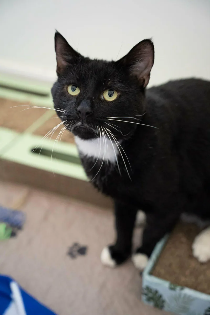 FernyHandsome and Affectionate Tuxedo thumbnail 4
