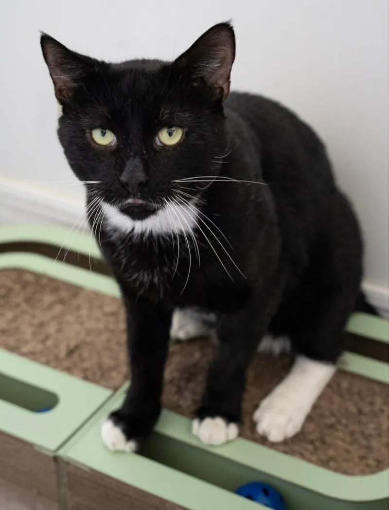 FernyHandsome and Affectionate Tuxedo thumbnail 5