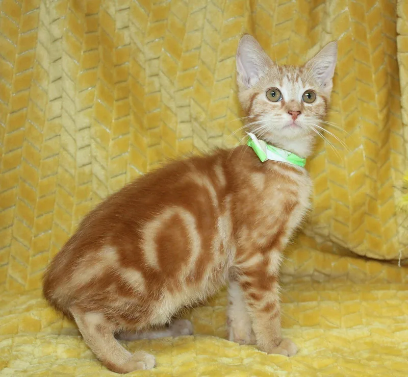 A baby medium-sized male Orange / Red Domestic Short Hair cat named George for adoption in Prattville, AL