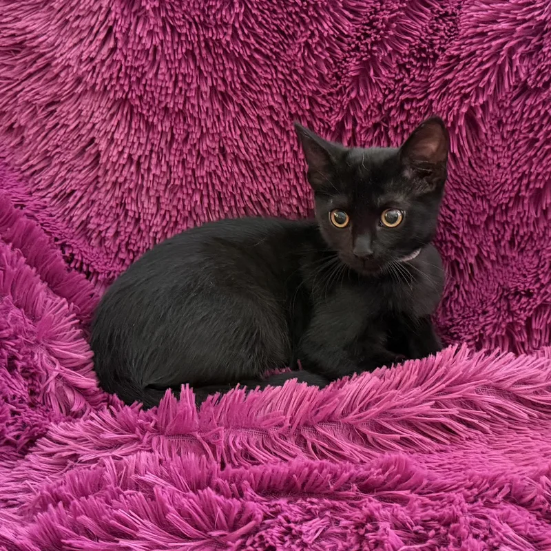 A baby medium-sized female Black Domestic Short Hair cat named Jacee  Cuddly Bottle for adoption in Plano, TX