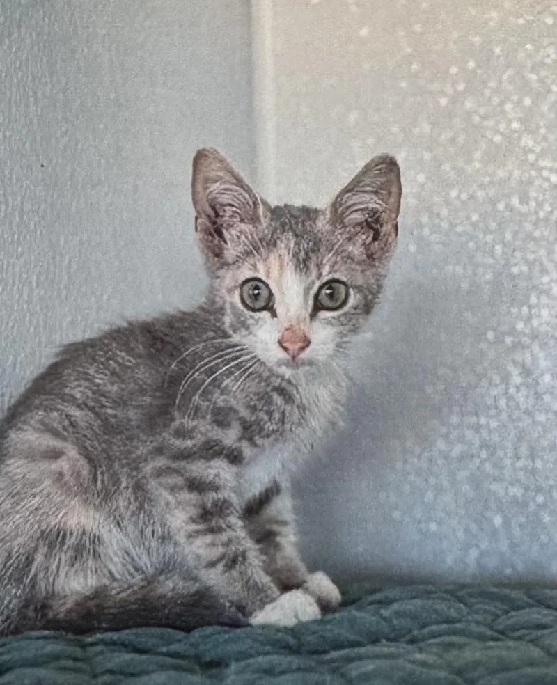 A baby small-sized female Domestic Short Hair cat named Una for adoption in Fort Madison, IA