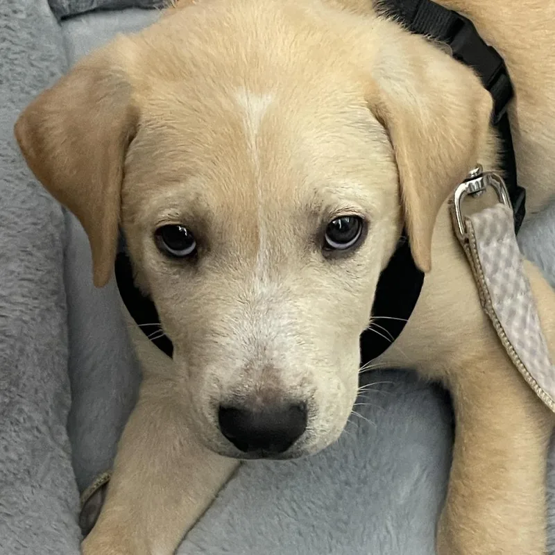 A baby medium-sized male Yellow / Tan / Blond / Fawn Labrador Retriever dog named Will D for adoption in Minnetonka, MN