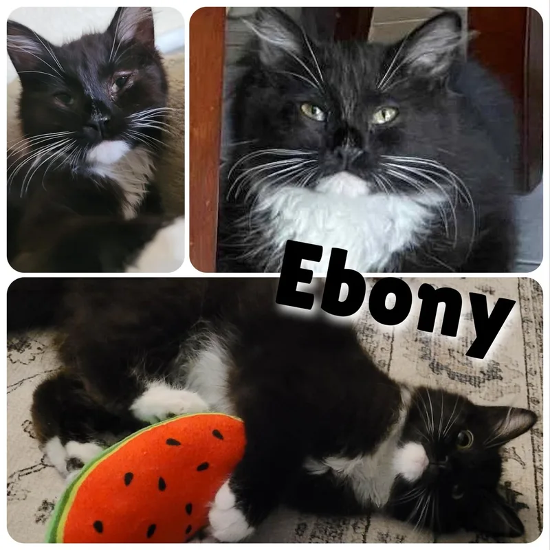 Ebony