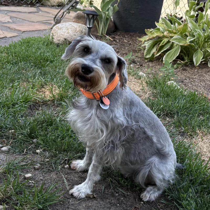 An adult small-sized female Gray / Blue / Silver Schnauzer dog named Sally for adoption in Lincolnshire, IL