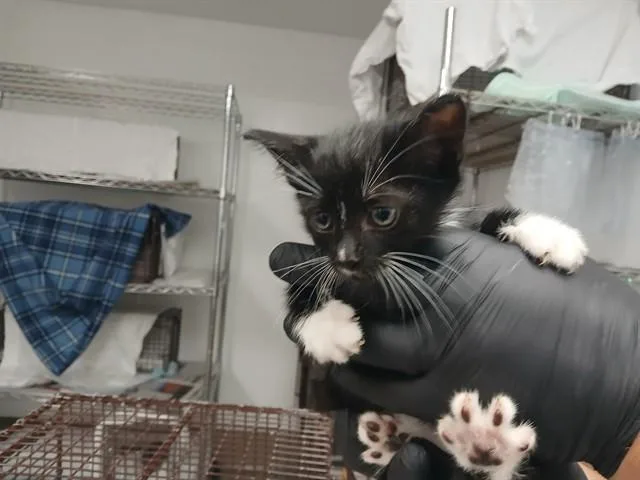 A baby small-sized male Domestic Short Hair cat named Gibbie for adoption in Fort Lauderdale, FL